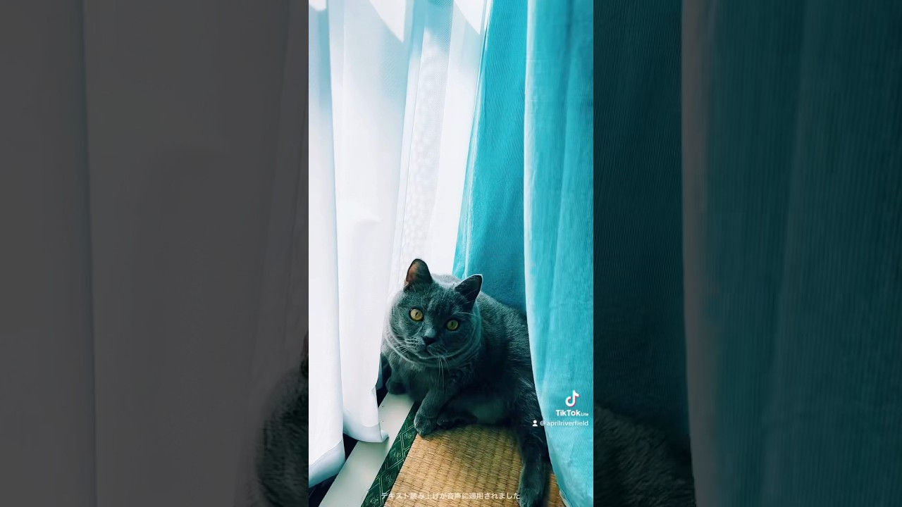 メイちゃん探す       #japan #kawaii #pets #cat #chartreux #シャルトリュー #ねこ #猫 #にゃんこ