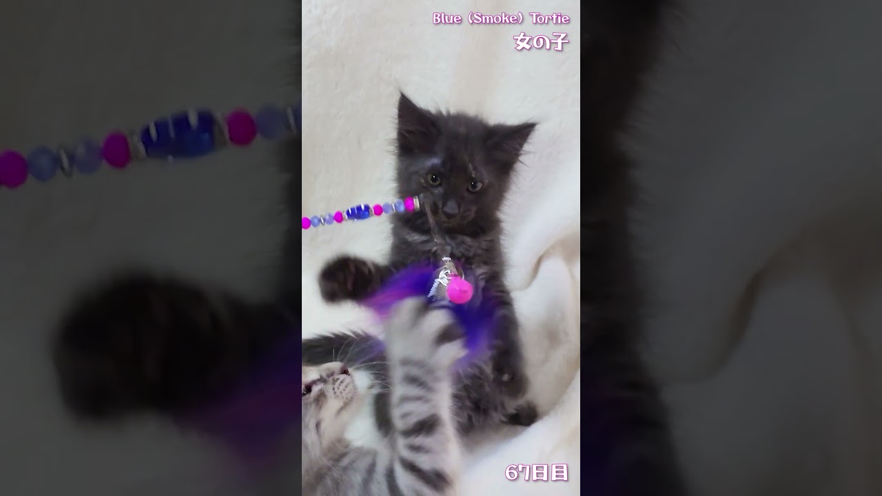 アンの子猫 ピーチ 67日目 #ノルウェージャンフォレストキャット #shorts #kitten #cat