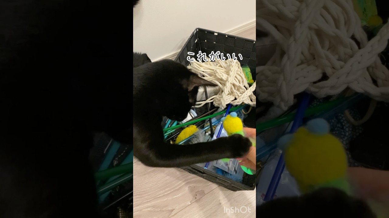 おもちゃを選ぶ子猫　#黒猫 #ボンベイ #cat #bombay #ねこ #猫 #猫のいる暮らし #ねこのいる生活 #ねこ動画 #好きな子猫