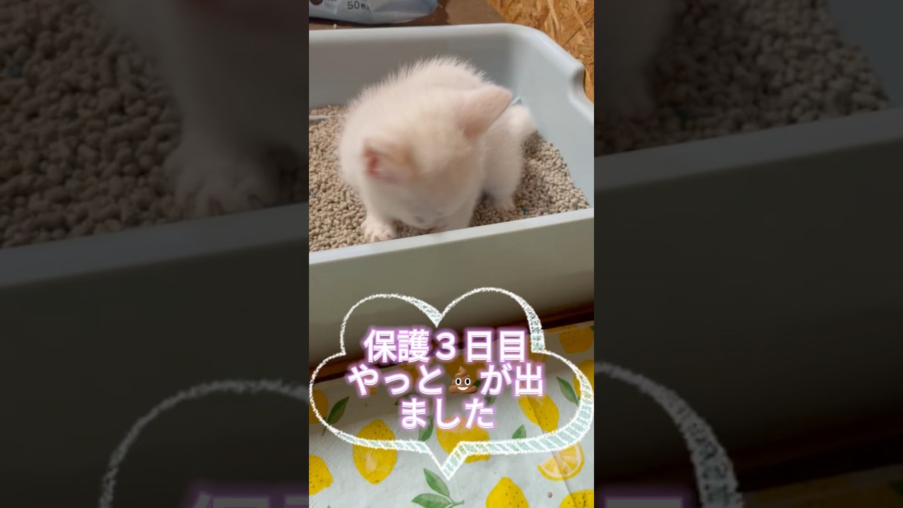 赤ちゃん猫がふんばる姿が激可愛すぎるw 本日20時より本編公開！#shorts #shorts  #保護子猫 #保護猫 #子ネコ #保護子猫 #里親 #野良 #猫のいる暮らし#初めてのトイレ