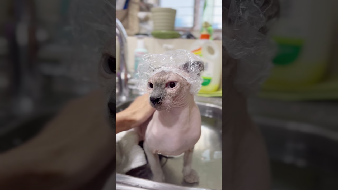 半身浴を楽しむシャワーキャップ猫【スフィンクス猫】