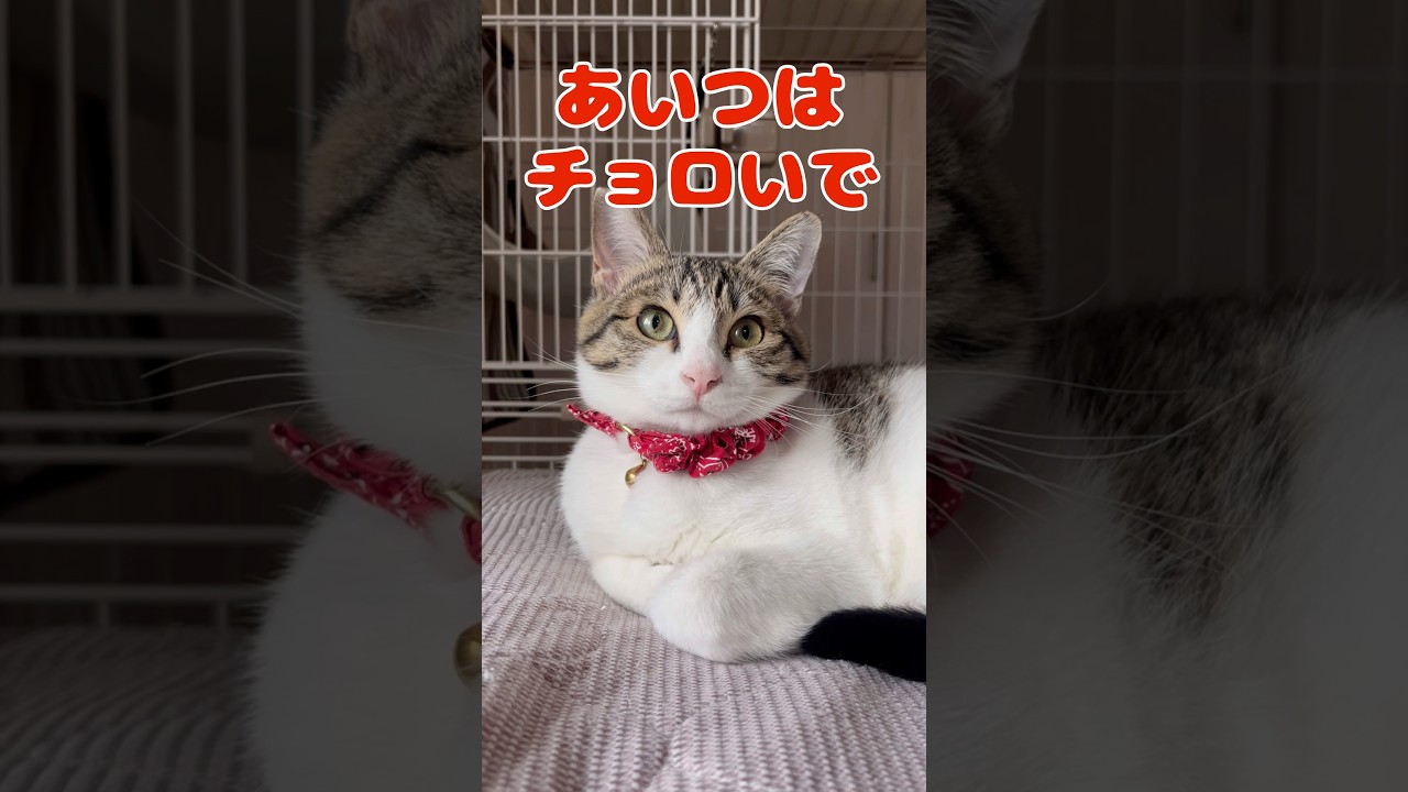 【保護猫】おやつの貰い方を理解している猫