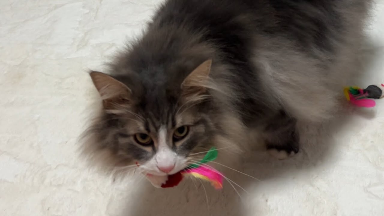 【捕獲⁉︎】ネズミさんの捕獲の仕方が独特すぎる、ノルウェージャンフォレストキャット♡