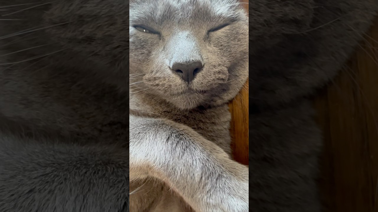 【ロシアンブルー】日曜日の朝のめろんこんな感じ🤗【猫】#shorts