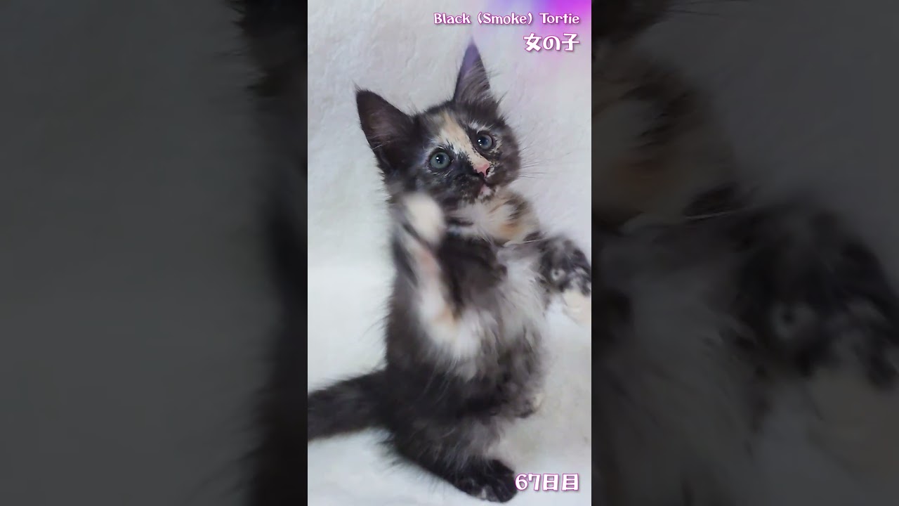 アンの子猫 ロゼッタ 67日目 #ノルウェージャンフォレストキャット #shorts #kitten #cat