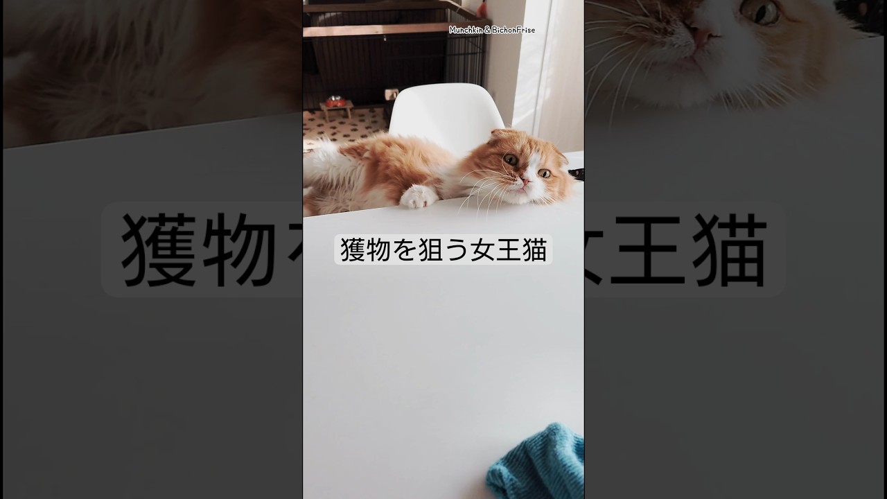 【マンチカン】獲物を見ると目が輝く女王猫 【犬と猫、両方飼ってると毎日かわいい♥】