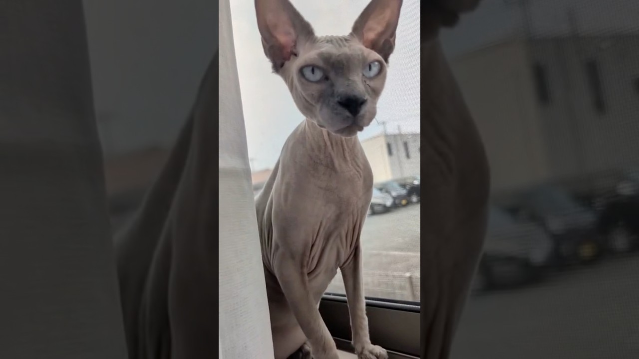 窓際が好きな毛のない猫【スフィンクス】