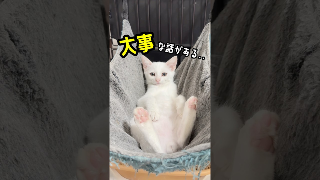 【大事な話】おやつを盗み食いした子猫の運命は？💖 | ねこせん