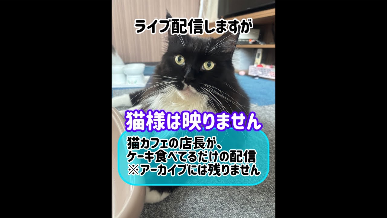 メインクーンだけの【猫カフェなのに猫無し配信】