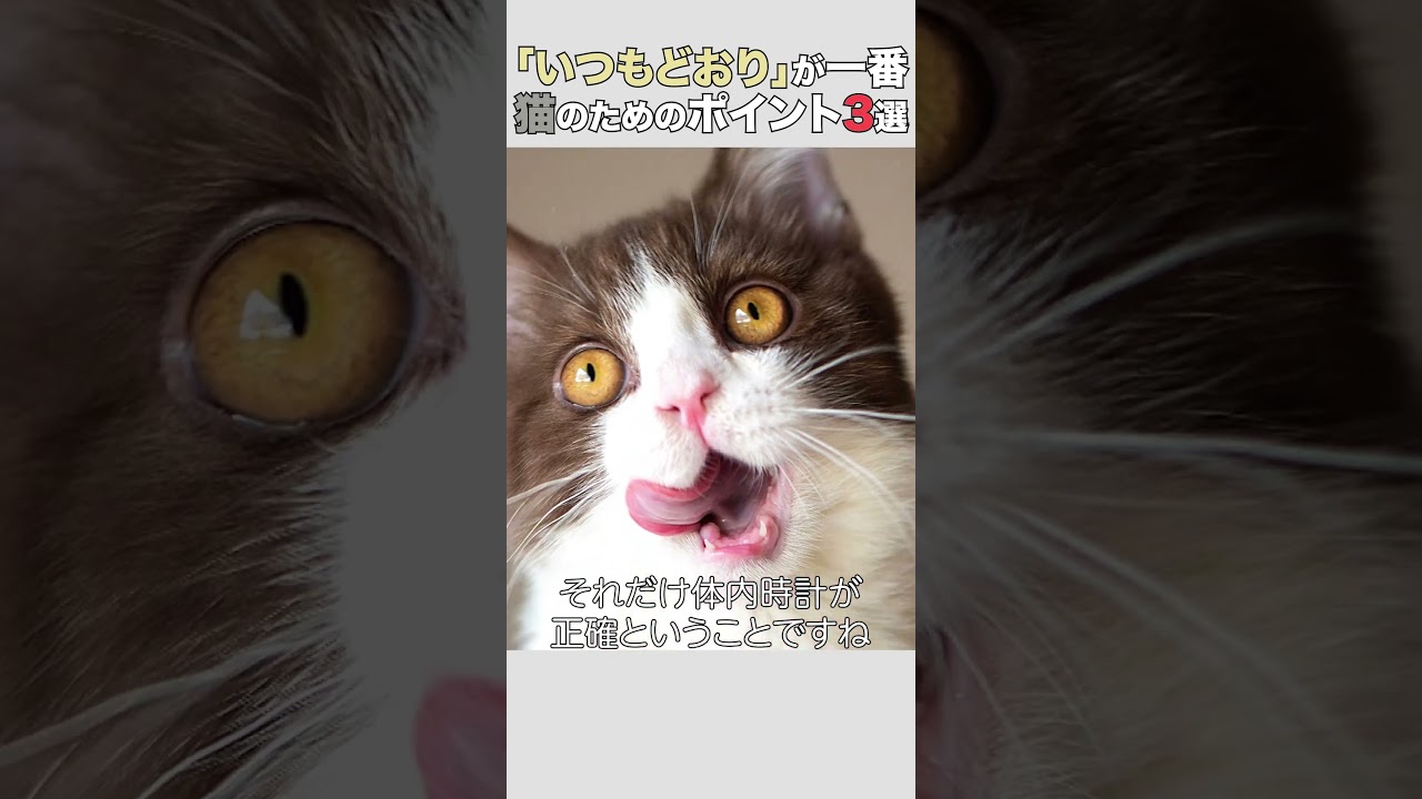 猫が安心する「いつもどおり」の生活【3つのポイント】　 #猫 #猫好きさんと繋がりたい #子ネコ