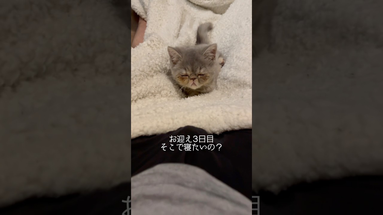 一緒に寝てくれるほこり まとめ #エキゾチックショートヘア #子猫