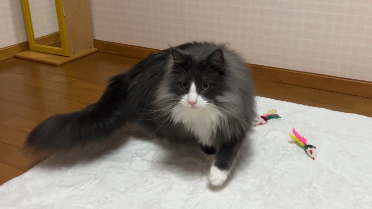 【ミッション‼︎】回収上手でこだわり強めな末っ子ターキッシュアンゴラ！！！♡