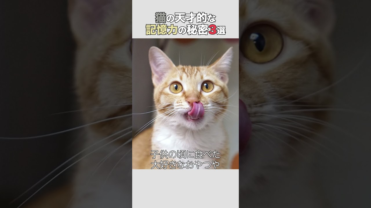 【超意外】天才的な猫の記憶力　#猫 #ねこ #猫のいる暮らし