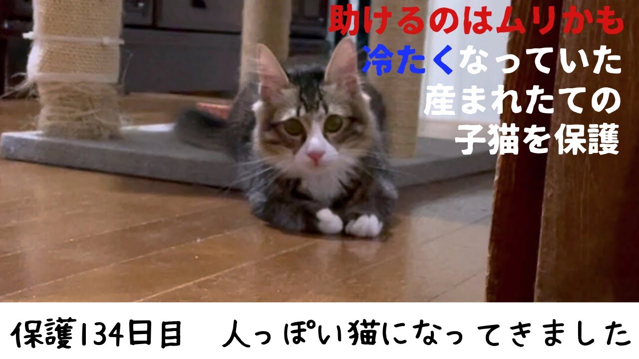 冷たくなっていた子猫の保護、134日目
