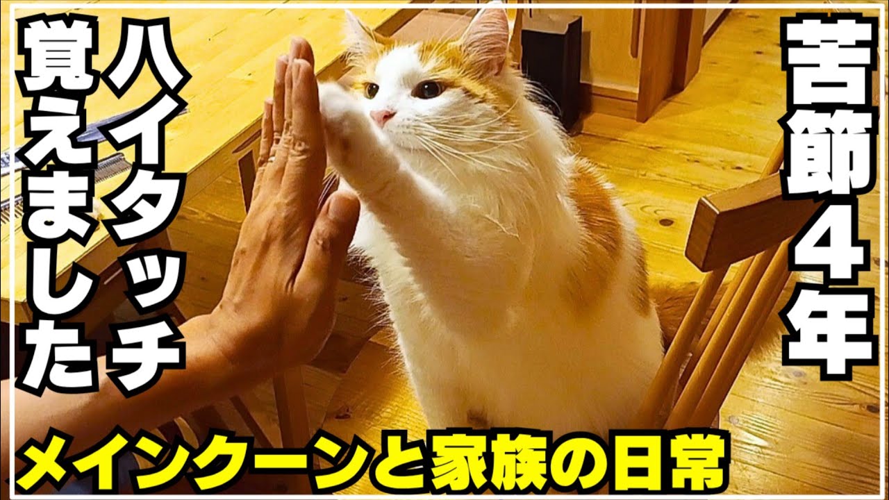 メインクーンとハイタッチして感動した日の事