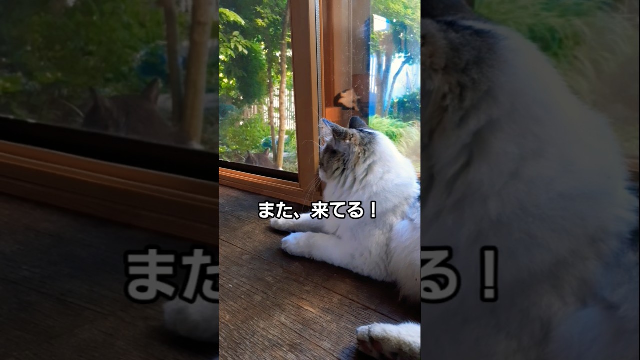 寄り道しただけで殴られるお隣の猫鉄ちゃん#shorts