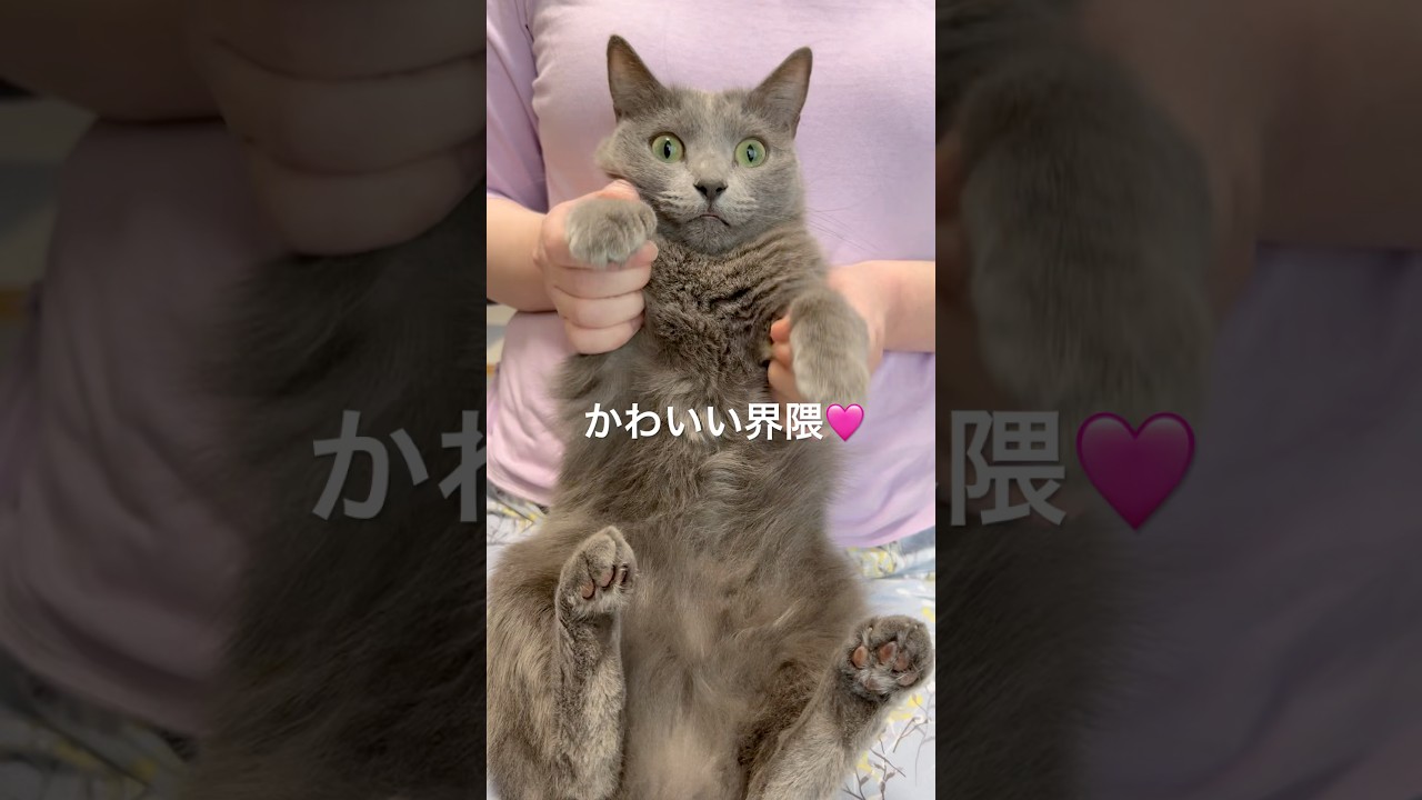 【猫ロシアンブルー】そらちゃん｢kawaii kawai｣踊ってみた❤️ #shorts #russianblue #ロシアンブルー #かわいい猫 #可愛い猫