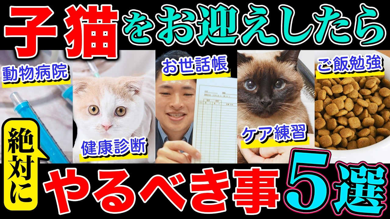 【お迎え準備】子猫を飼ったら絶対にやってほしいコト５選！現役ブリーダーが解説します！