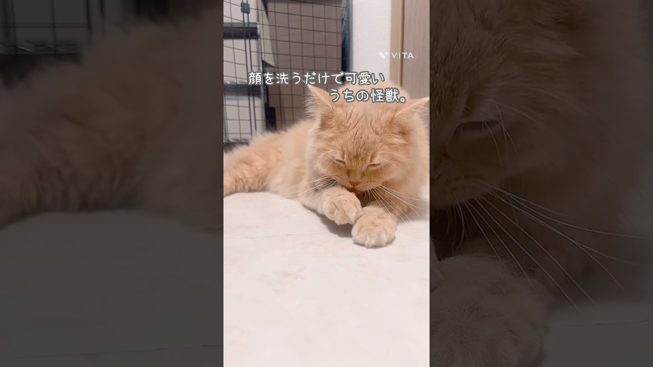「顔を洗うだけで可愛いうちの怪獣」 #猫 #マンチカン #猫動画