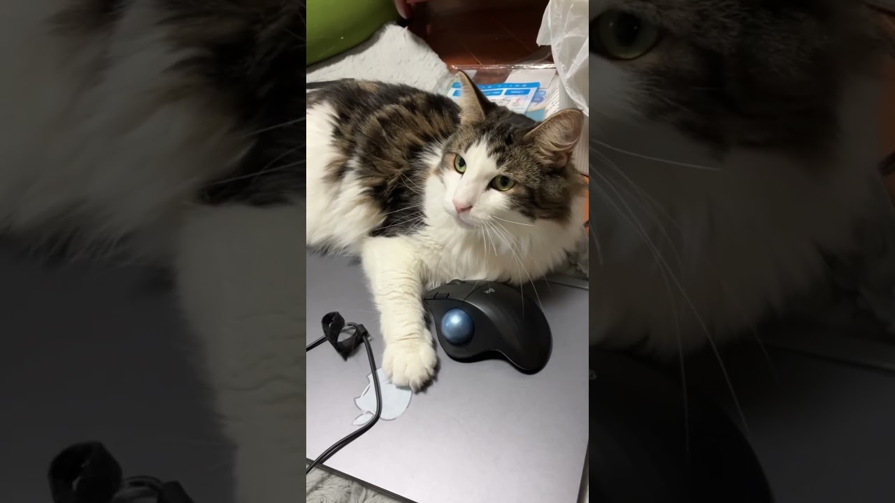 飼い主が出勤しようとすると鳴く猫！#ノルウェージャンフォレストキャット #猫のいる暮らし #norwegianforestcat #cat #meow