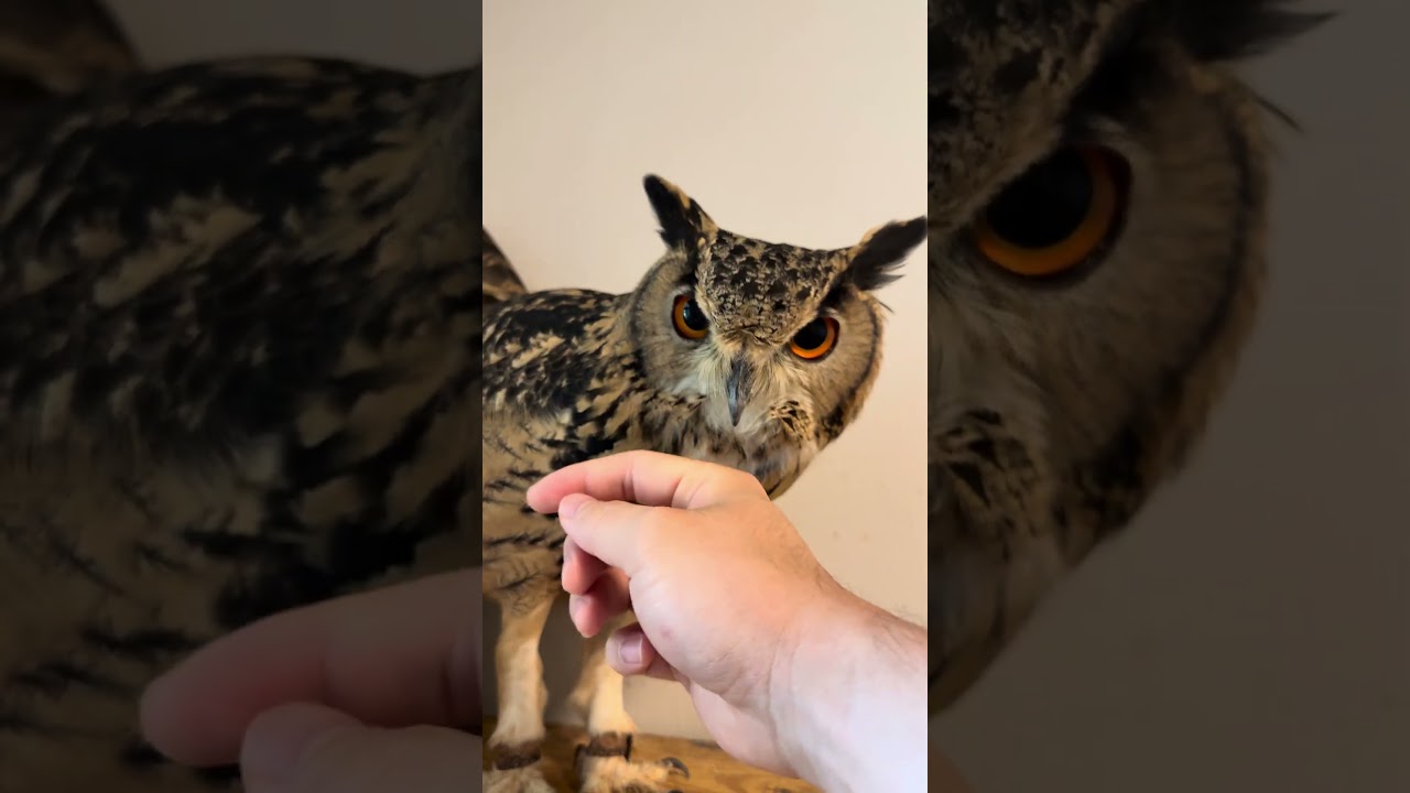 本日のふー Foo of the day 【ベンガルワシミミズク】 #owl #フクロウ #birds #cute #animals #cat #pets #wildlife #funny