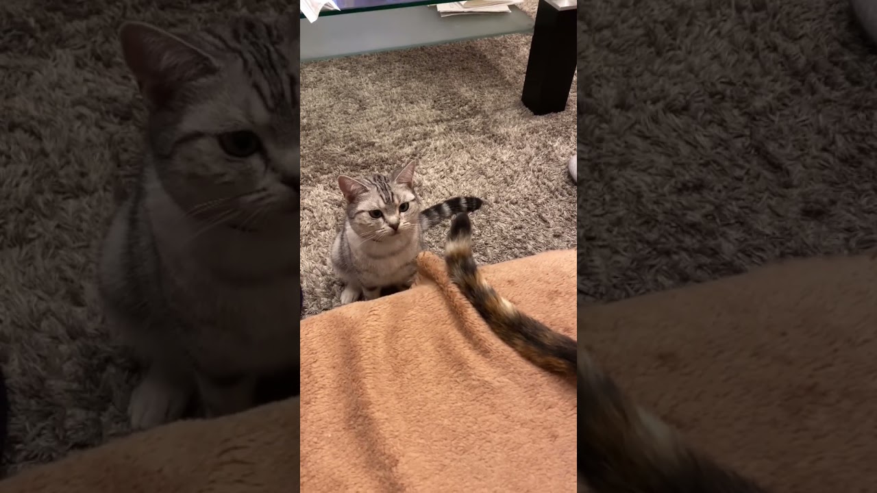 わざとしている様にしか見えない。 #アメショ #アメリカンショートヘア #三毛猫 #保護猫 #cat