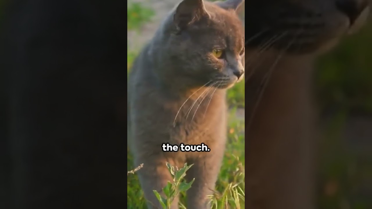 America wire hair cat breed