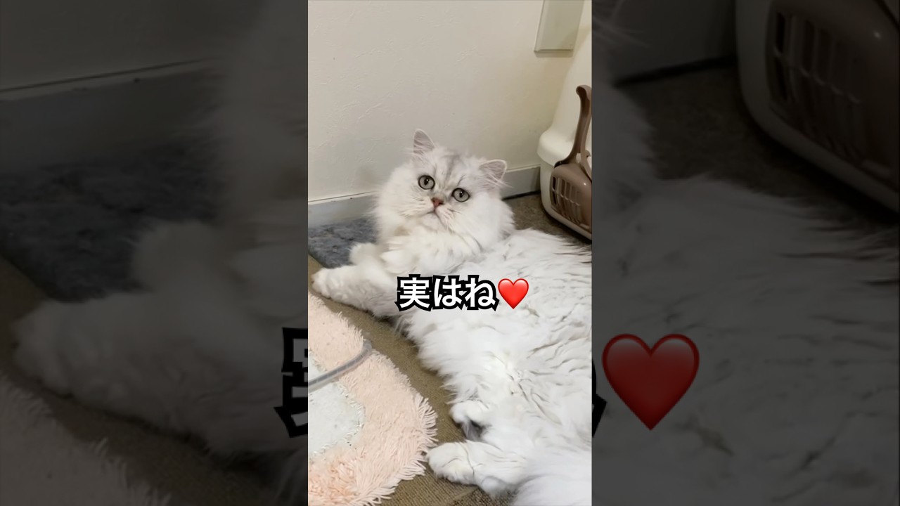 ほら見て、ネコだね〜💛ひめちゃん編#ペルシャ猫 #猫好きさんと繋がりたい #persiancat #cat #猫