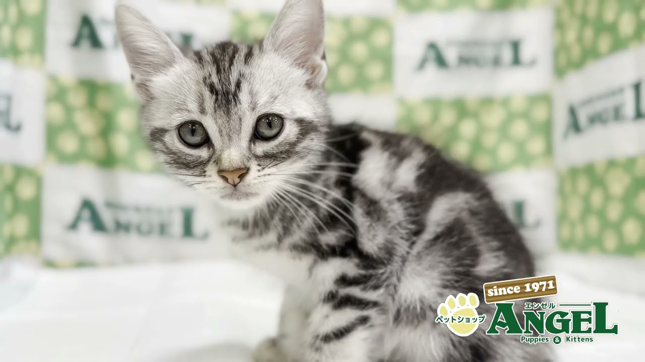 アメリカンショートヘアー 2506126 【ペットショップエンゼル　子犬・子猫販売】