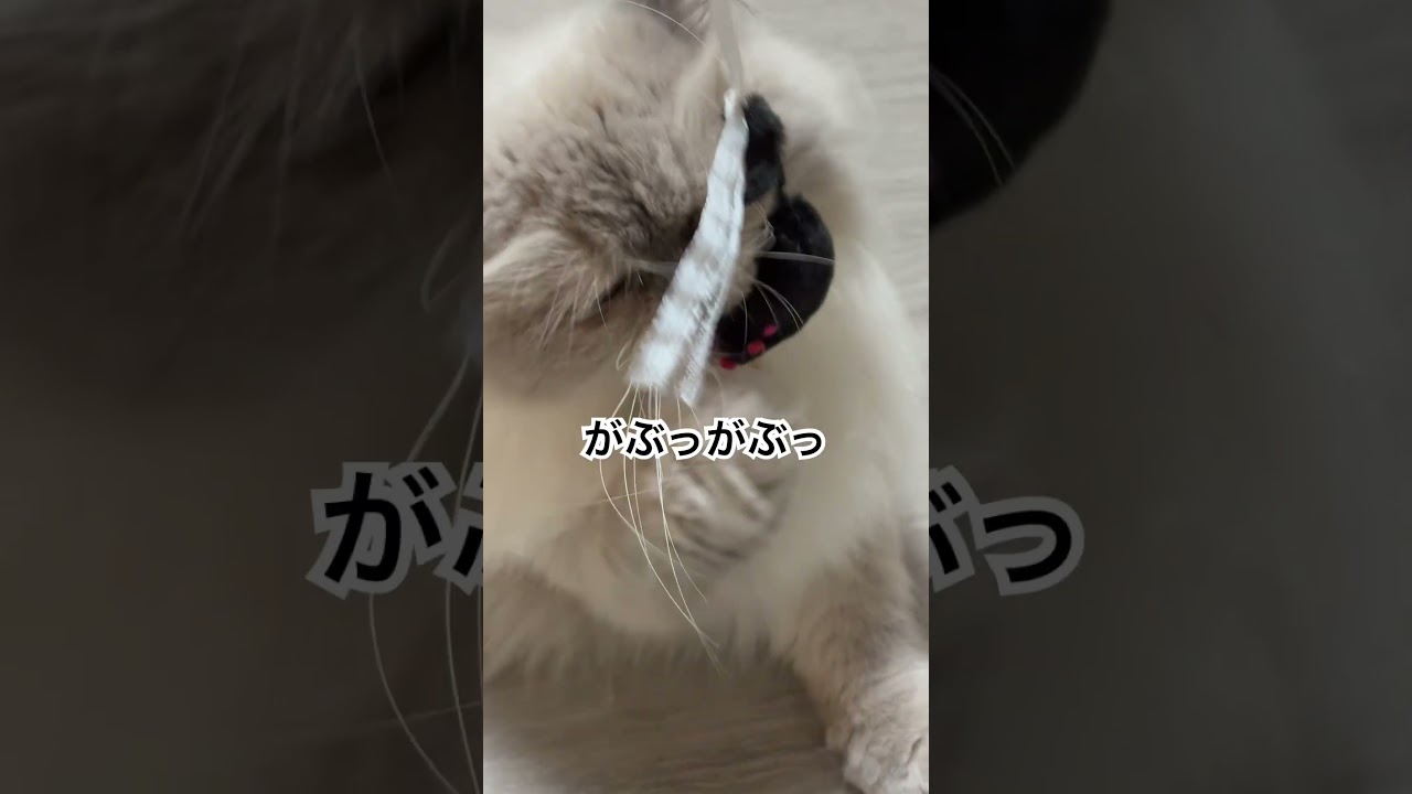 即席おもちゃで遊ぶヒマラヤンのマーベル🐈🐾 #cat #猫好きさんと繋がりたい #猫のいる暮らし #happy #shorts # #music #元気になる動画