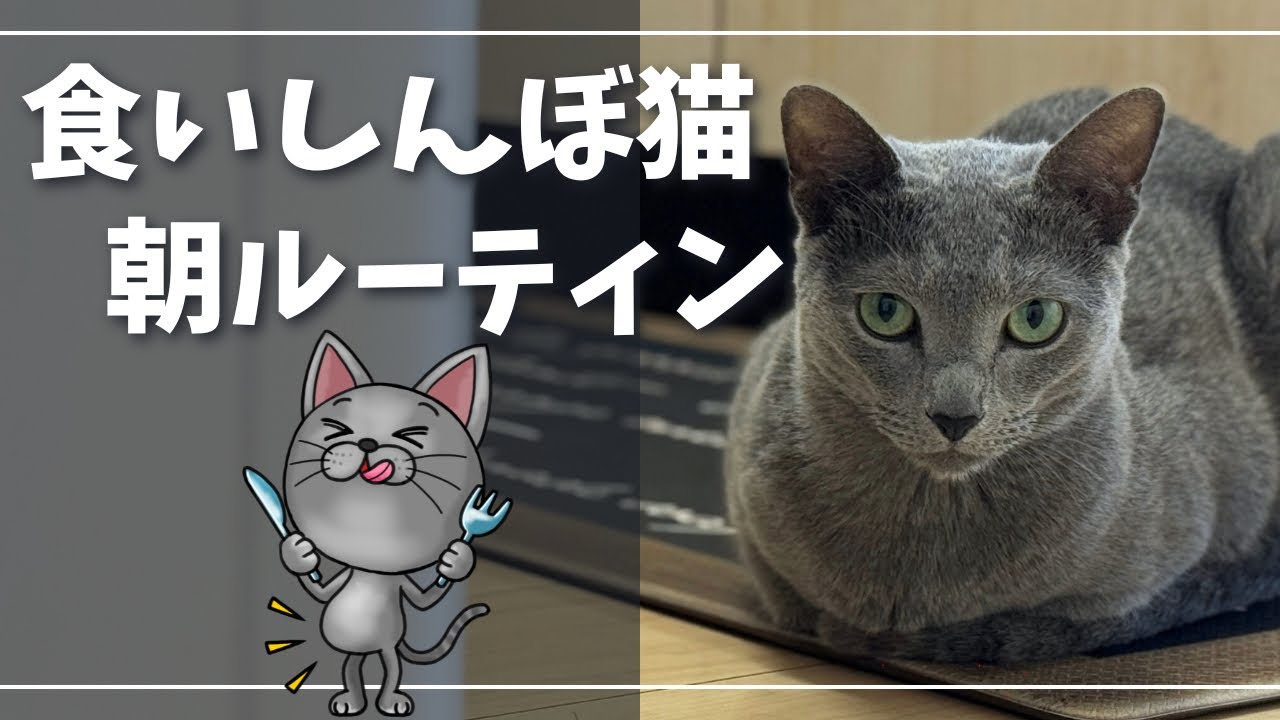 朝ごはんのため早起きですが毎日笑わせてくれますｗ【ロシアンブルー】猫