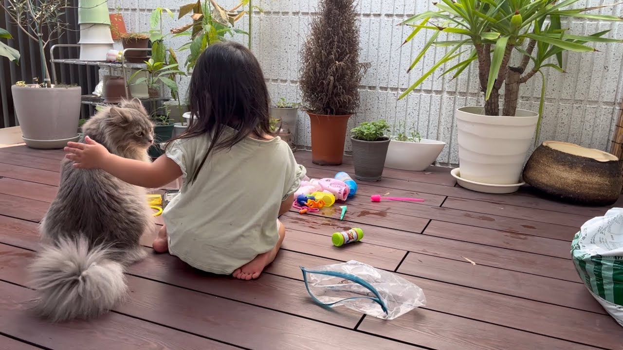 幼児の親友のように振舞う猫　サイベリアン