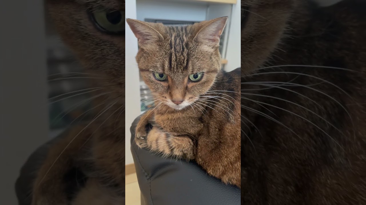 #猫#きじとら猫 #cat #日本猫