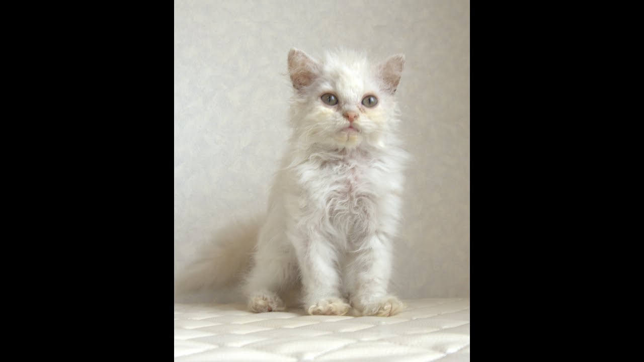 セルカークレックス子猫　Selkirk Rex　2025.4.12産まれ　クリーム＆ホワイト　巻き毛　男の子　シーダキャット猫のお店