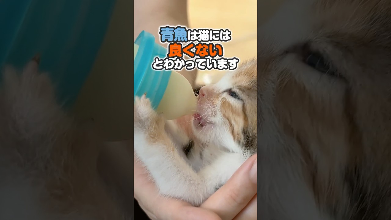子猫の離乳食3日目チューチュー！ロイカナ一択にしている以外かもしれない理由をかわいい猫たちとともにどうぞ【保護猫生活】概要欄に補足あり