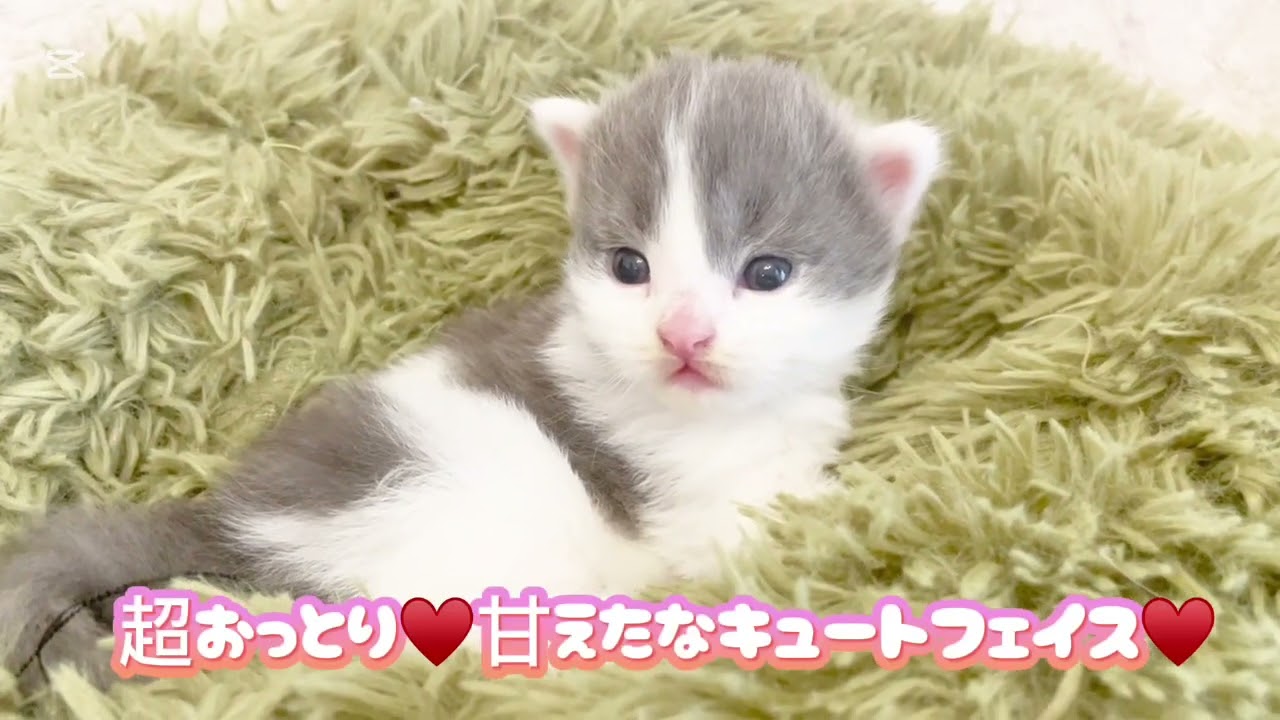 スコティッシュフォールド 激かわ♥️超おっとり甘えたボーイ♥️