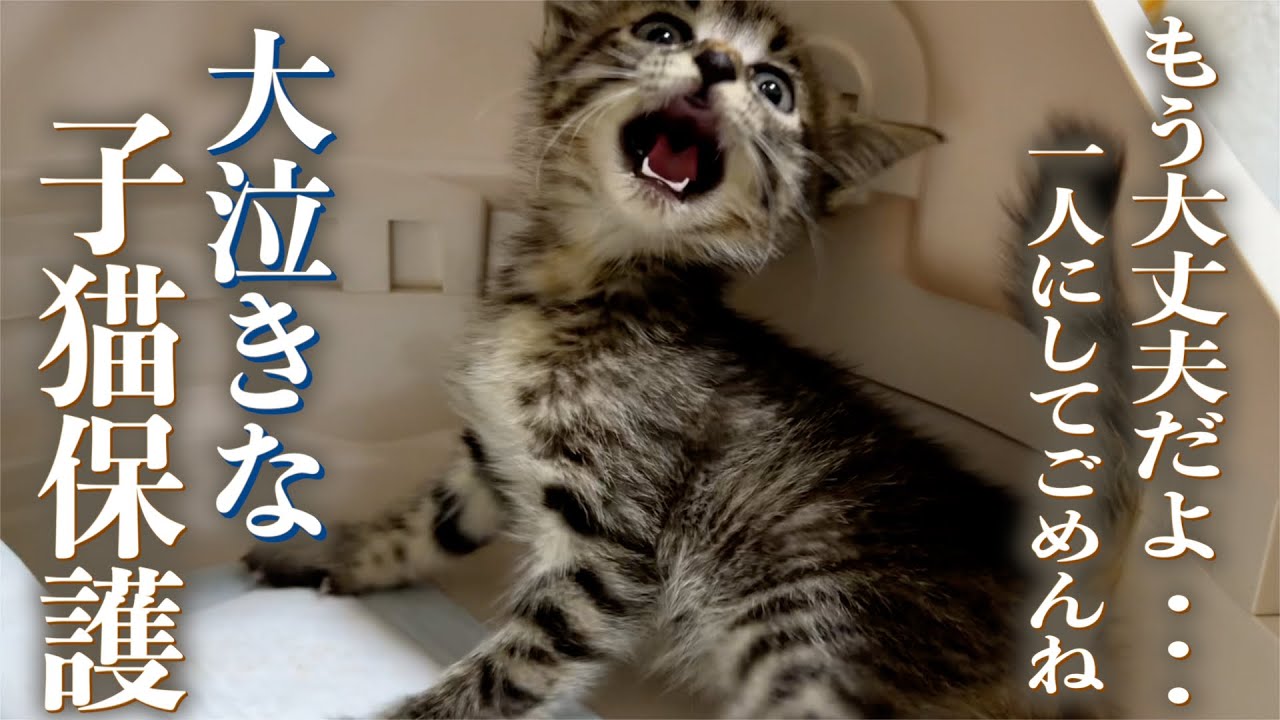 一人ぼっちで助けを待ち続けた子猫を保護しました。