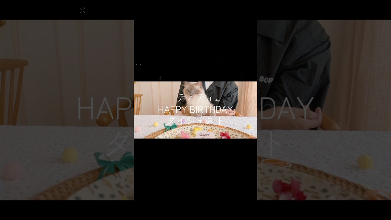 HAPPYBIRTHDAY🎀ダイジェスト🐾🐈ラグドールマンチカンおしゃれキャットティティ #shorts #catlife #猫 #可愛いペット#ネコ