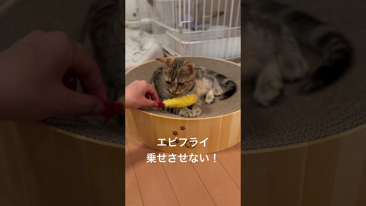 エビフライ乗せさせない！#猫 #cat #アメリカンショートヘア #americanshorthair #アメショ #ねこのいる生活 #猫ミーム#猫写真部#猫のいる暮らし#猫好きさんと繋がりたい