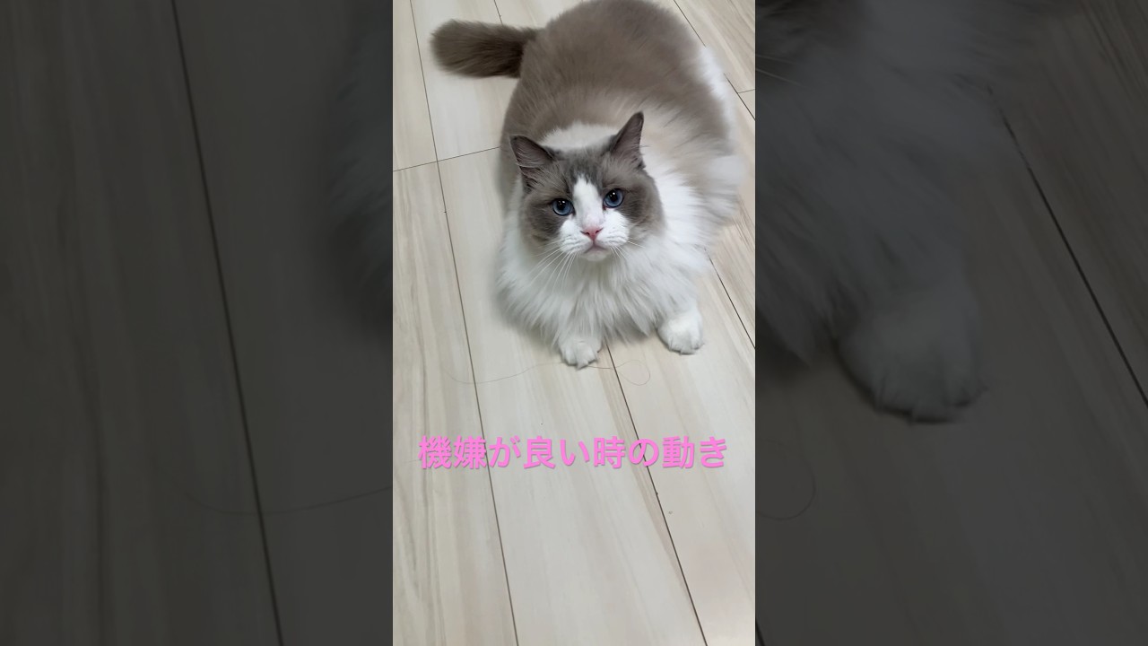 マルちゃんが機嫌が良い時の行動です　#ラグドールまる　#ラグドール　#cat  #cats  #猫