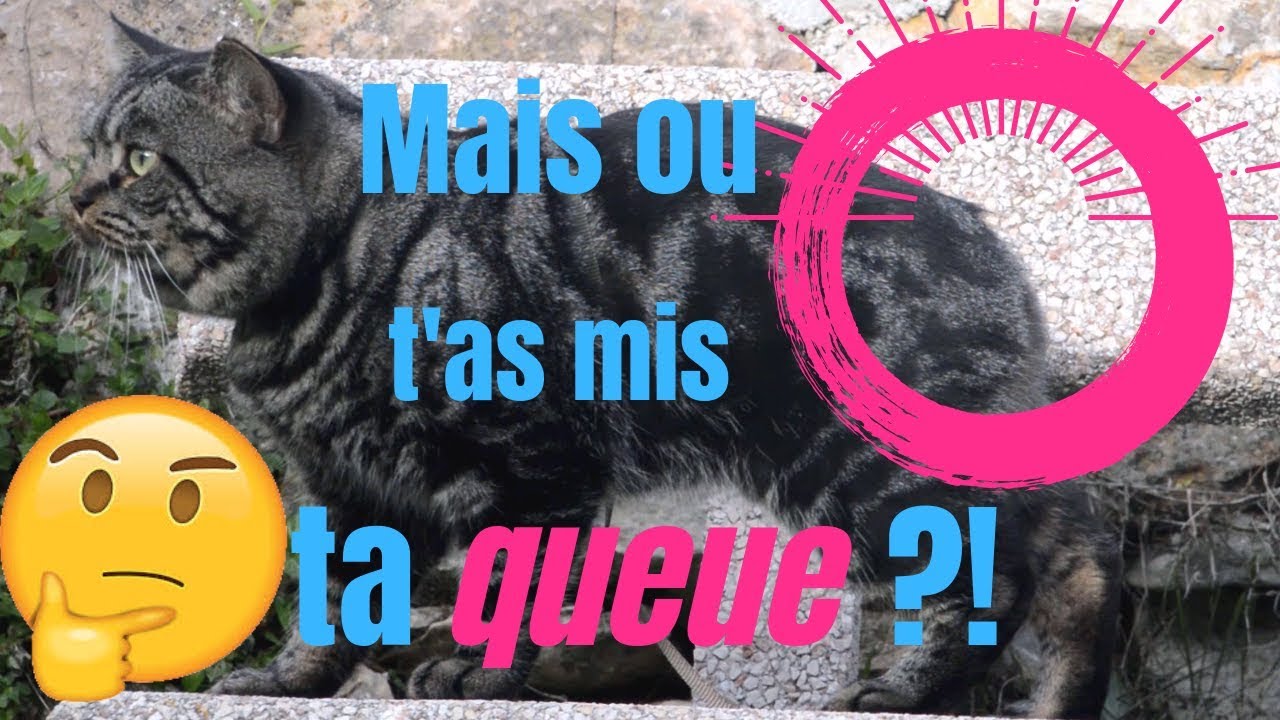 LE MANX : UN CHAT SANS QUEUE, MAIS PAS QUE !
