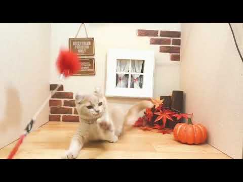 アメリカンカールの男の子！