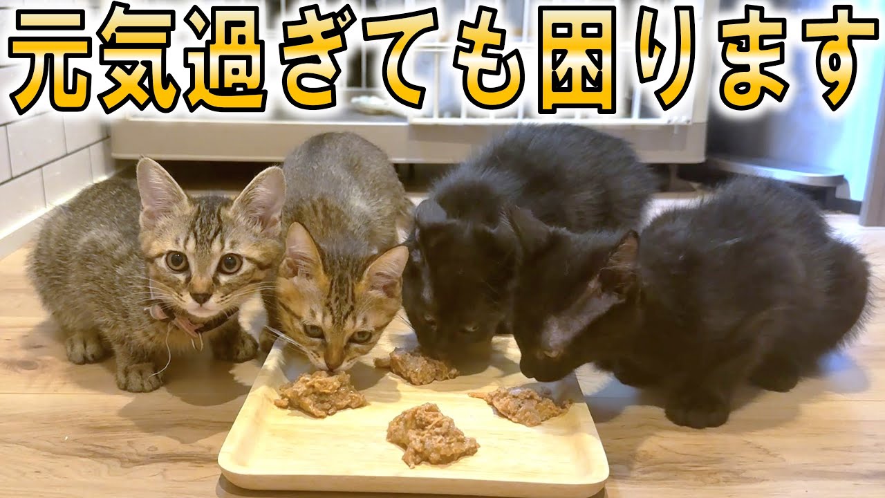 超遊ぶ子猫を迎えると、大変なことになる…！