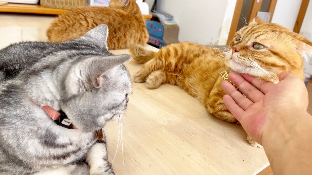 アメリカンショートヘアのあいちゃんといっしょにくつろいでるぽっちゃり猫