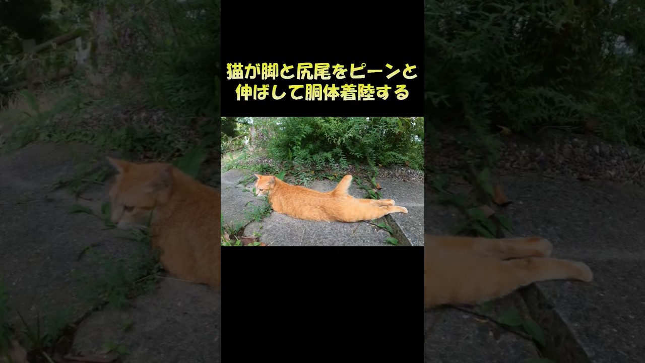 猫が脚と尻尾をピーンと伸ばして胴体着陸する #猫 #cat #ねこ