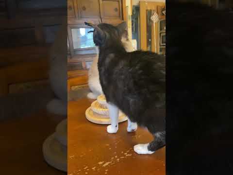 ジャパニーズボブテイル  、ラグドール、ランちゃんリンちゃん^o^