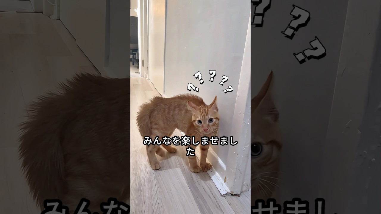ある家族が嵐の中で子猫を見つけ、そして #shorts #shortvideo #short