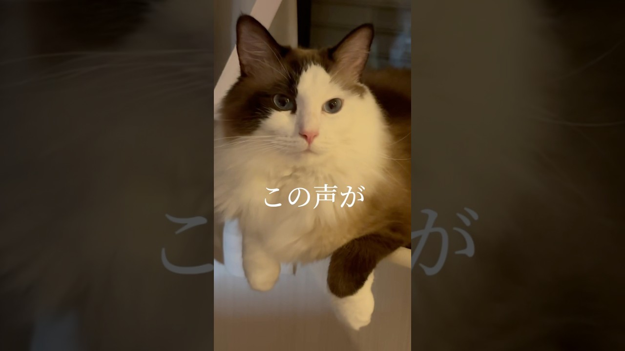 【猫動画】ええ声〜😈#shorts #cat #猫 #ラグドール