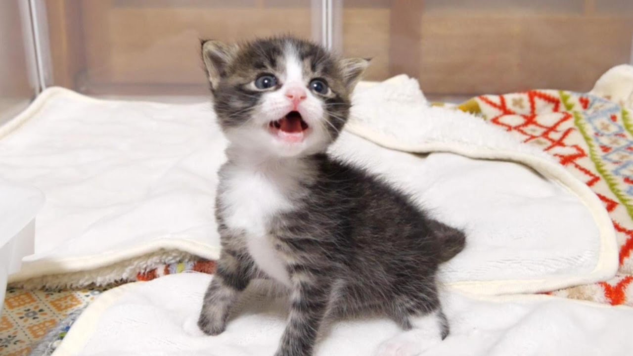 おトイレ出来たよと子猫がかわいい鳴き声でママにお知らせする【赤ちゃん猫　保護猫】