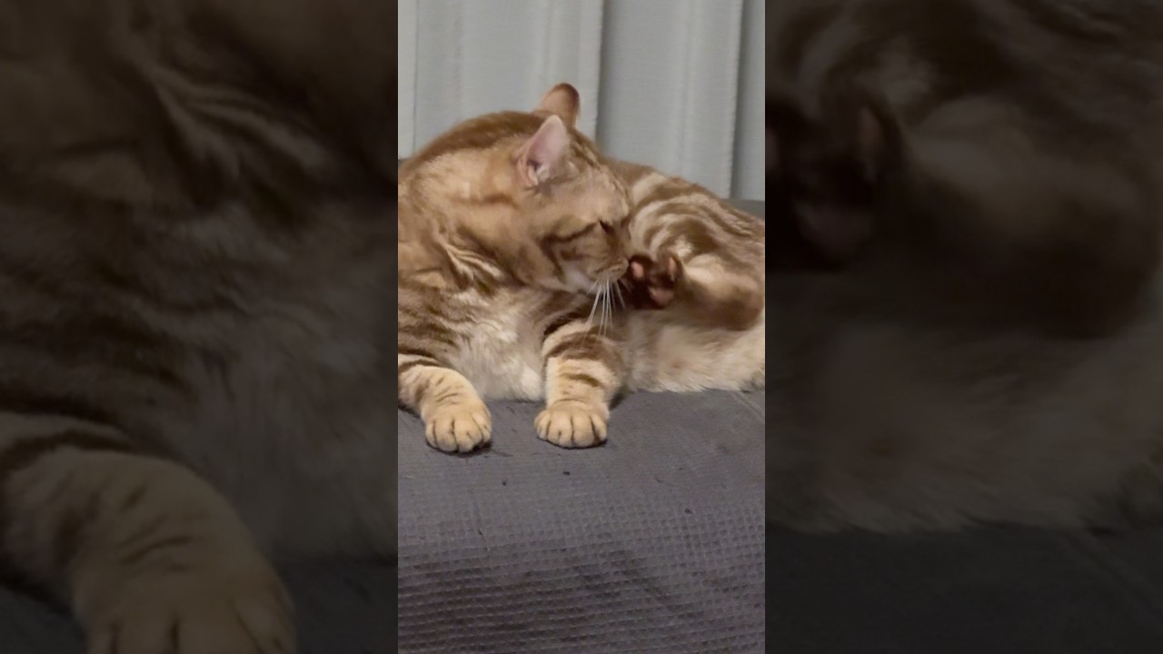 ジャれるかわいい猫 #cat #cutecat #アメリカンカール